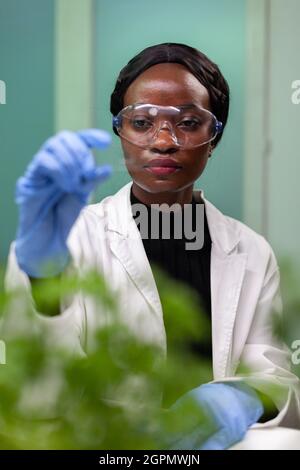 Donna biologa afroamericana che tiene il campione verde durante l'esperimento di biochimica che lavora nel laboratorio ospedaliero di microbiologia. Medico scienziato che analizza piante geneticamente modificate Foto Stock