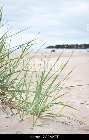 Yyteri cane spiaggia in Finlandia, pori, in una giornata nuvolosa e tranquilla, dune e duna erba in primo piano, il mare, gli alberi e il cielo sullo sfondo Foto Stock