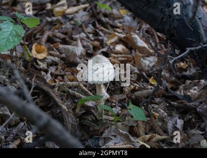 Funghi porcini commestibili nella foresta circondati da foglie secche Foto Stock