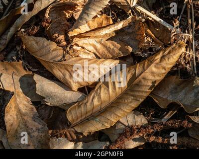 Un primo piano di un gruppo di foglie di castagno dolce dorate caduto catturate in un pezzetto di luce solare Foto Stock