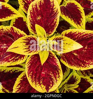 Un primo piano del fogliame rosso e giallo profondo di una pianta di Coleus Foto Stock