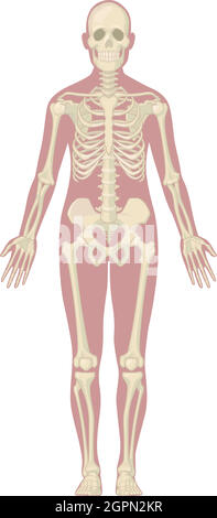 Sistema scheletrico umano ossa corpo diagramma anatomico vettore grafico Illustrazione Vettoriale