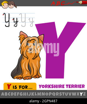 Lettera Y dall'alfabeto con cartoon Yorkshire terrier Illustrazione Vettoriale