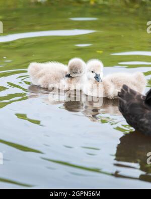Cigneti di cigno nero che nuotano in acqua con cigno madre Foto Stock