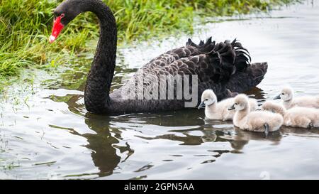 Cigneti di cigno nero che nuotano in acqua con cigno madre Foto Stock
