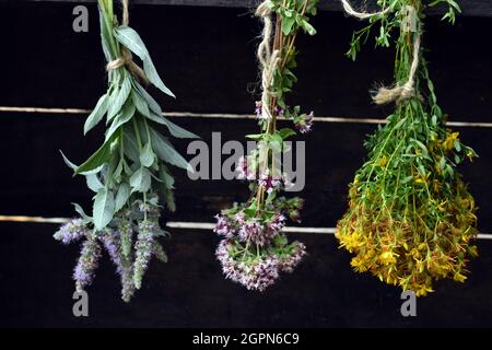 Bouquet di piante medicinali che asciugano (menta, origano, erba di San Giovanni) Foto Stock