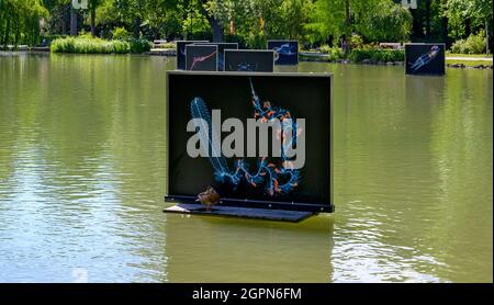 Immagini galleggianti su uno stagno nel Doblhoffpark di Baden vicino Vienna, parte di una mostra fotografica, Austria Foto Stock