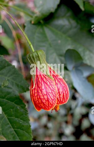 Abutilon ‘Red Tiger’ Lanterna cinese Afrodite – giallo intenso grandi fiori a forma di campana con vene rosse, foglie di acero, settembre, Inghilterra, Regno Unito Foto Stock