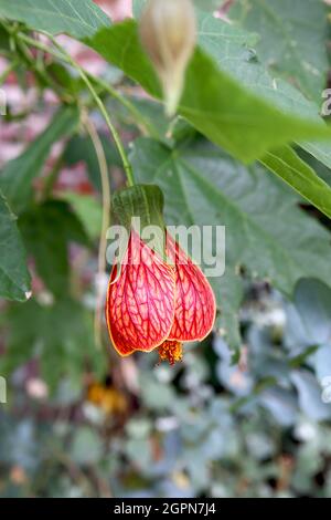 Abutilon ‘Red Tiger’ Lanterna cinese Afrodite – giallo intenso grandi fiori a forma di campana con vene rosse, foglie di acero, settembre, Inghilterra, Regno Unito Foto Stock