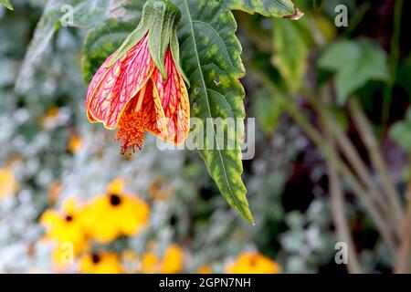 Abutilon ‘Red Tiger’ Lanterna cinese Afrodite – giallo intenso grandi fiori a forma di campana con vene rosse, foglie di acero, settembre, Inghilterra, Regno Unito Foto Stock