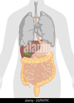Apparato digerente umano organi interni Anatomia Cartoon disegno vettoriale Illustrazione Vettoriale