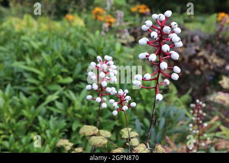 Actaea pachypoda ‘Misty Blue’ baneberry bianco Misty Blue – racemi verticali di bacche bianche su gambi rossi brillanti, foglie gialle verdi chiare, Inghilterra Foto Stock