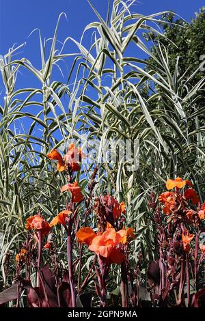 Arundo donax ‘Variegata’ canna gigante variegata, canna giglio ‘Australia’ fiori d’arancio e foglie rosse porpora ovata larghe, settembre, Inghilterra, Regno Unito Foto Stock