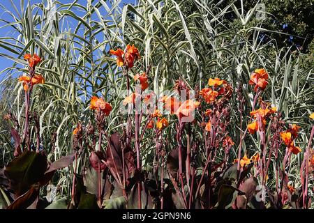 Arundo donax ‘Variegata’ canna gigante variegata, canna giglio ‘Australia’ fiori d’arancio e foglie rosse porpora ovata larghe, settembre, Inghilterra, Regno Unito Foto Stock