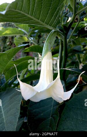 Brugmansia arborea Angel’s tromba – lunghi fiori bianchi a forma di imbuto con estremità a petalo a punta riflettente, settembre, Inghilterra, Regno Unito Foto Stock