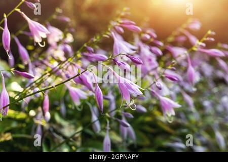 Bellissimo primo piano autunno floreale astratto paesaggio sfondo con erba prato selvatico e hosta plantain fiori di giglio in caldo tramonto luce solare Foto Stock