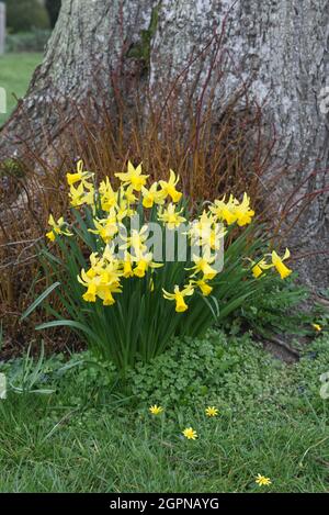 Daffodil che cresce accanto ad un albero Foto Stock