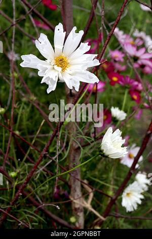 COSMOS Bipinnatus ‘Seashells White’ fiori bianchi singoli con fiori tubolari, settembre, Inghilterra, Regno Unito Foto Stock