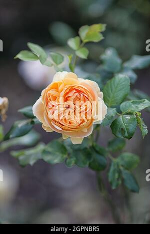 Peach colore rosa Foto Stock