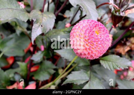 Dahlia «Burlesca» Pompon dahlia Gruppo 7 fiori sferici rosa medi con interno giallo pallido, petali arrotolati in cluster stretti, settembre, Inghilterra, Foto Stock