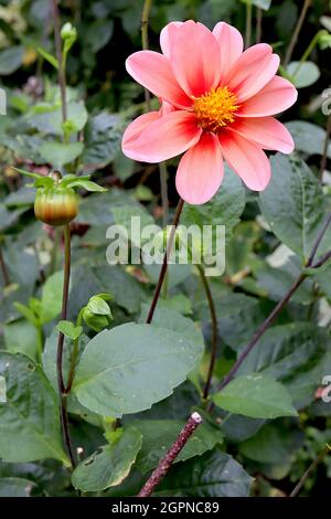 Dahlia ‘Dahlegria Tricolore’ Dahlia Group 1 fiori rosa medi con lavaggio giallo pallido e alone rosso, settembre, Inghilterra, Regno Unito Foto Stock