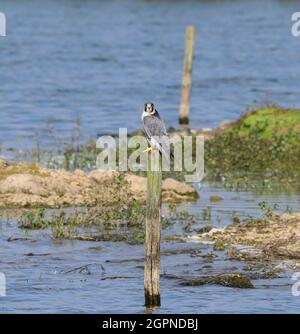 Falco peregrino in cerca di preda seduta su un palo di legno alla Riserva Naturale del Lago di Blashford con erbe paludose e banchi di sabbia. Foto Stock