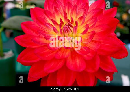 Dahlia ‘Kilburn Glow’ Giglio Dahlia Gruppo 4 Scarlet fiori rossi con centro giallo, settembre, Inghilterra, Regno Unito Foto Stock