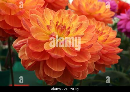 Dahlia ‘Pam Howden’ Giglio Dahlia Gruppo 4 fiori rosa arancio con alone giallo, settembre, Inghilterra, Regno Unito Foto Stock