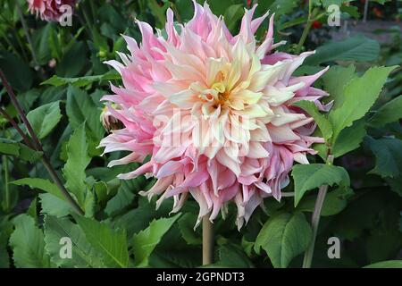 Dahlia ‘Penhill Watermelon’ Decorative Dahlia Group 5 fiori ad effetto ombre dal giallo limone al rosa chiaro al rosa medio, punto svasato ritorto Foto Stock