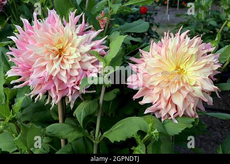 Dahlia ‘Penhill Watermelon’ Decorative Dahlia Group 5 fiori ad effetto ombre dal giallo limone al rosa chiaro al rosa medio, punto svasato ritorto Foto Stock