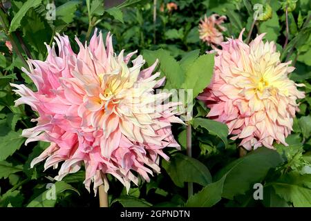 Dahlia ‘Penhill Watermelon’ Decorative Dahlia Group 5 fiori ad effetto ombre dal giallo limone al rosa chiaro al rosa medio, punto svasato ritorto Foto Stock