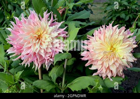 Dahlia ‘Penhill Watermelon’ Decorative Dahlia Group 5 fiori ad effetto ombre dal giallo limone al rosa chiaro al rosa medio, punto svasato ritorto Foto Stock