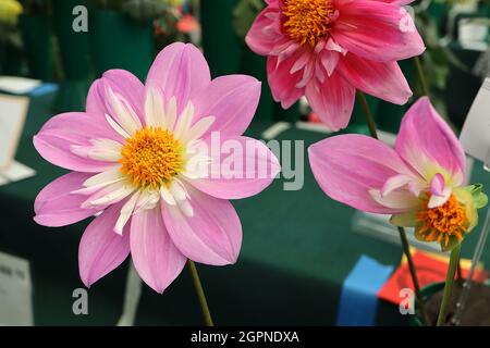 Dahlia ‘Pink Pat and PERC’ Collerette dahlia Group 3 fiori rosa medi con piccoli petali bianchi interni, settembre, Inghilterra, Regno Unito Foto Stock