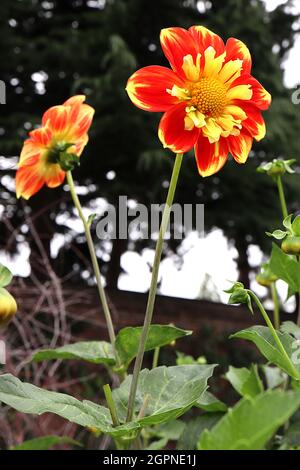 Dahlia ‘Pooh Swan Island’ Collerette dahlia Gruppo 3 fiori rossi con colletto interno di fiori corti gialli e rossi, settembre, Inghilterra, Regno Unito Foto Stock