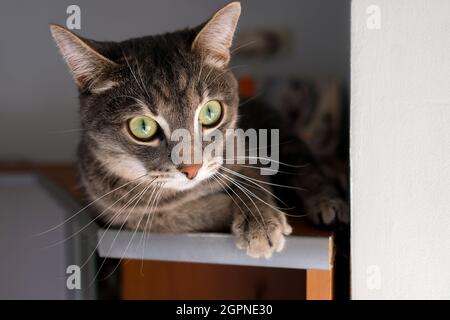 Un gatto grigio con grandi orecchie si trova sul ripiano superiore. Foto Stock