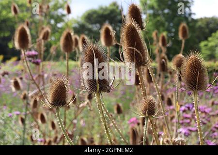 La tettarella di dipsacus fullonum Fuller – cravatte ovoidi su steli alti, settembre, Inghilterra, Regno Unito Foto Stock