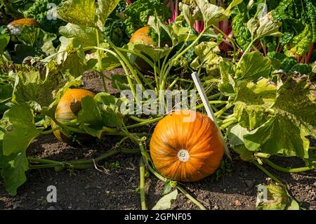 Zucca Cargo varietà che cresce in un orto in autunno Inghilterra Regno Unito GB Gran Bretagna Foto Stock