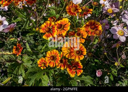 Primo piano di sneezewood arancio fiori di elio in un giardino cottage in giardino estivo Inghilterra Regno Unito GB Gran Bretagna Foto Stock