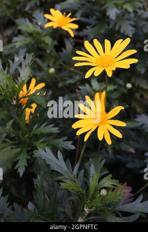 Euryops pectinatus euryops a foglia grigia – fiori a margherita gialli luminosi sopra le foglie di felce, settembre, Inghilterra, Regno Unito Foto Stock