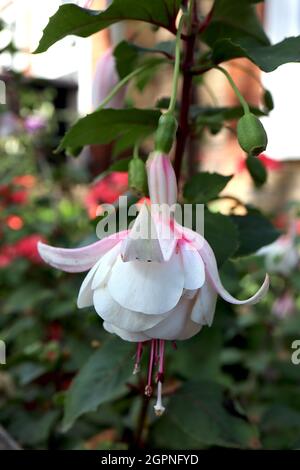Fucsia ‘Annabel’ fiori giganti con tubo bianco doppio, sepals rosa molto chiaro, settembre, Inghilterra, Regno Unito Foto Stock