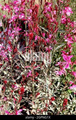 Gaura lindheimeri ‘Gambit Variegata Rose’ Oenotha lindheimeri Variegata Rose – steli lunghi di fiori piatti rosa profondi con foglie variegate Foto Stock