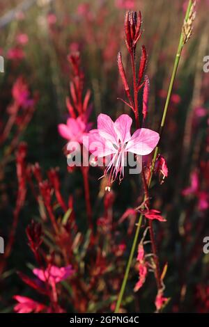Gaura lindheimeri ‘Gaudi Red’ Oenotera lindheimeri Gaudi Red - steli lunghi di fiori piatti rosa profondi con foglie viola verdi e steli viola, Regno Unito Foto Stock
