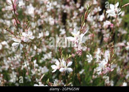 Gaura lindheimeri ‘Bianco scintilla’ Oenotha lindheimeri Bianco scintilla - steli lunghi di fiori bianchi piatti, settembre, Inghilterra, Regno Unito Foto Stock