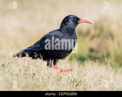 Tosse foraging per insetti nel Galles centrale Foto Stock