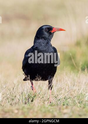 Tosse foraging per insetti nel Galles centrale Foto Stock