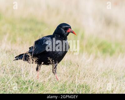 Tosse foraging per insetti nel Galles centrale Foto Stock