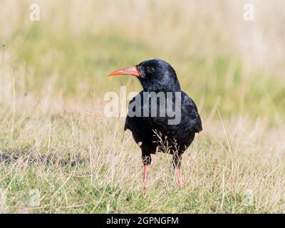 Tosse foraging per insetti nel Galles centrale Foto Stock