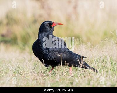 Tosse foraging per insetti nel Galles centrale Foto Stock