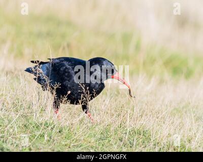 Tosse foraging per insetti nel Galles centrale Foto Stock