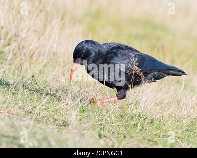 Tosse foraging per insetti nel Galles centrale Foto Stock